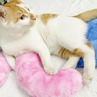 MCBOSON Jouets pour coussins de lit pour chat