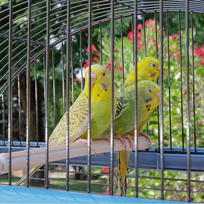 Ferplast Cage pour canaris et autres petits oiseaux PALLADIO 4