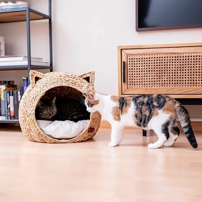 Pet and Co Chat Lit Simba