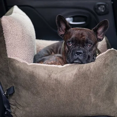 Pet and Co Chien Nounours Siège d'auto Harry