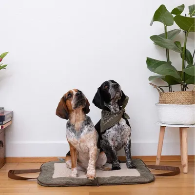 Pet and Co Chien Corde Tapis de voyage Charly