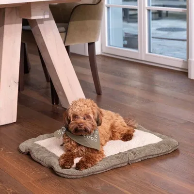 Pet and Co Chien Corde Tapis de voyage Charly