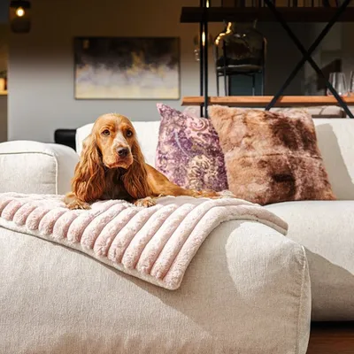 Pet and Co Chien Couverture câline Lazy Pet and Co Chien Couverture câline Lazy