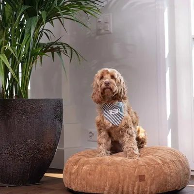 Pet and Co Chien Coussin de lit Roi Pet and Co Chien Coussin de lit Roi