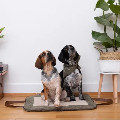 Pet and Co Chien Corde Tapis de voyage Charly Pet and Co Chien Corde Tapis de voyage Charly
