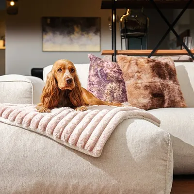 Pet and Co Chien Couverture câline Lazy