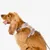 Pet and Co Chien Ensemble harnais et laisse Rex