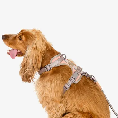 Pet and Co Chien Ensemble harnais et laisse Rex
