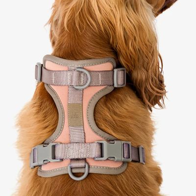 Pet and Co Chien Ensemble harnais et laisse Rex