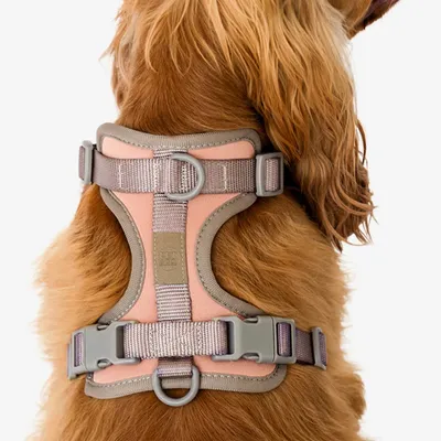 Pet and Co Chien Ensemble harnais et laisse Rex