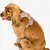 Pet and Co Chien Ensemble harnais et laisse Rex