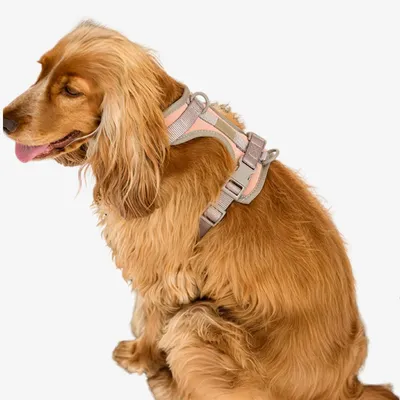 Pet and Co Chien Ensemble harnais et laisse Rex