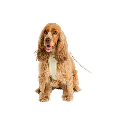 Pet and Co Chien Ensemble harnais et laisse Rex