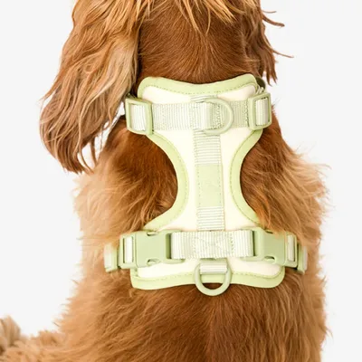 Pet and Co Chien Ensemble harnais et laisse Rex