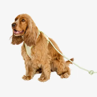 Pet and Co Chien Ensemble harnais et laisse Rex