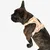 Pet and Co Chien Ensemble harnais et laisse Rex Set