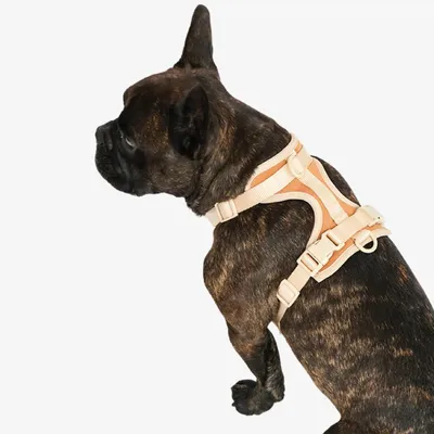 Pet and Co Chien Ensemble harnais et laisse Rex Set