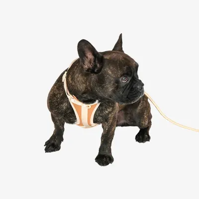 Pet and Co Chien Ensemble harnais et laisse Rex Set