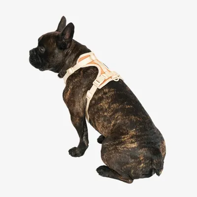Pet and Co Chien Ensemble harnais et laisse Rex Set