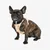 Pet and Co Chien Ensemble harnais et laisse Rex Set