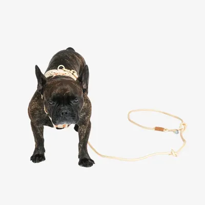 Pet and Co Chien Ensemble harnais et laisse Rex Set