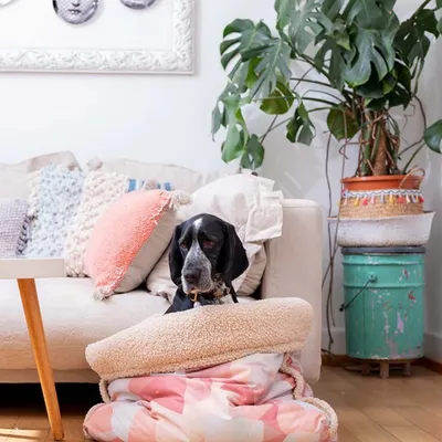 Pet and Co Chien Sac de lit Snuggle