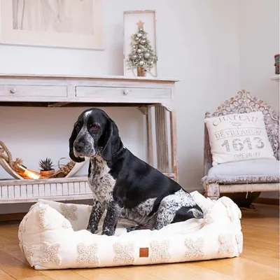 Pet and Co Chien Fleurs Lit Kingston Pet and Co Chien Fleurs Lit Kingston