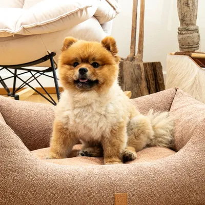 Pet and Co Chien Lit Kingston Basic Pet and Co Chien Lit Kingston Basic