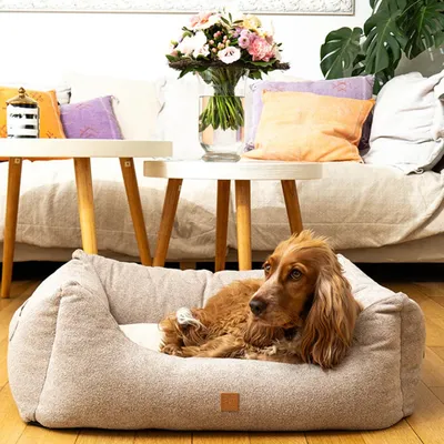 Pet and Co Chien Lit Kingston Basic Pet and Co Chien Lit Kingston Basic