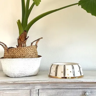 Pet and Co Chien Bol d'alimentation Yummy