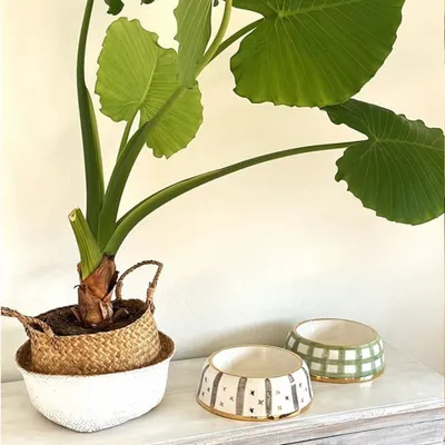 Pet and Co Chien Bol d'alimentation Yummy