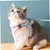 MCBOSON Laisse et harnais pour chat