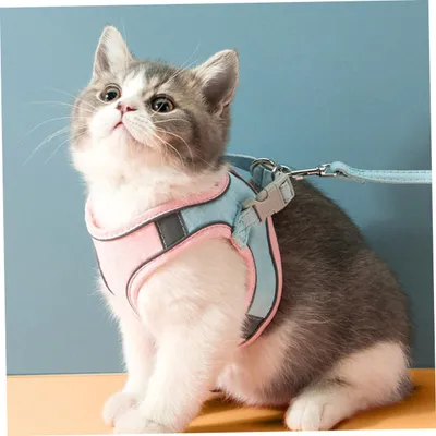 MCBOSON Laisse et harnais pour chat