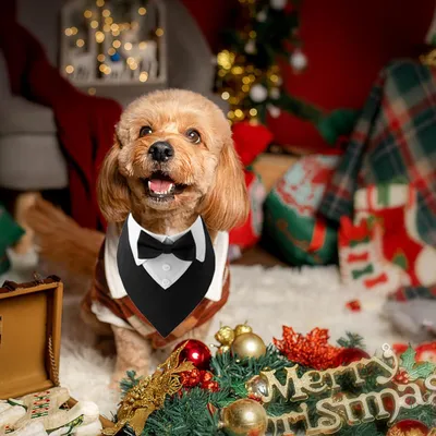 MCBOSON  Bandana formel pour chien