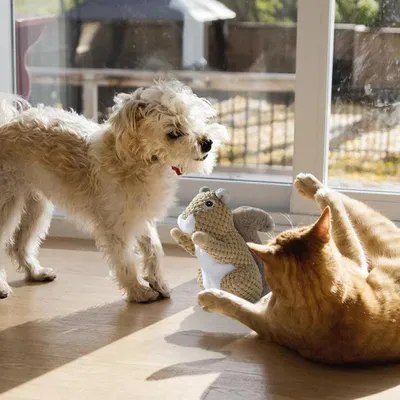 Jouet en peluche en forme d'écureuil pour chien