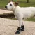 Ferplast Chaussons de protection pour chiens PROTECTIVE Ferplast Chaussons de protection pour chiens PROTECTIVE