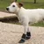 Ferplast Chaussons de protection pour chiens PROTECTIVE Ferplast Chaussons de protection pour chiens PROTECTIVE