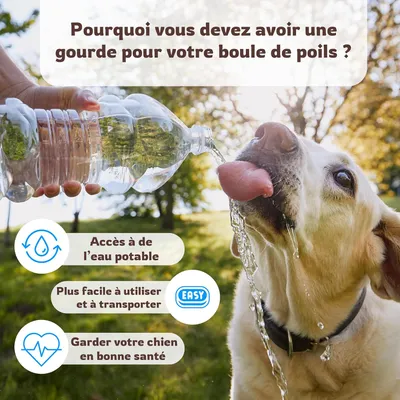 MCBOSON Gourde isotherme anti-fuite pour chien