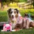 Jouet peluche interactif pour chien