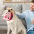 Jouet peluche interactif pour chien