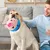 Jouet peluche interactif pour chien Jouet peluche interactif pour chien