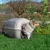 Ferplast Niche pour chiens en résine thermo-plastique - 5 KENNY