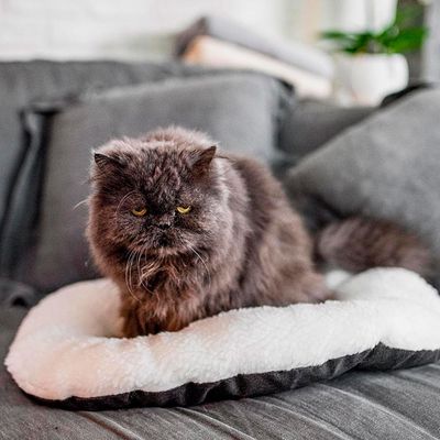 Ferplast Coussin en coton et peluche pour chiens et chats. RELAX F