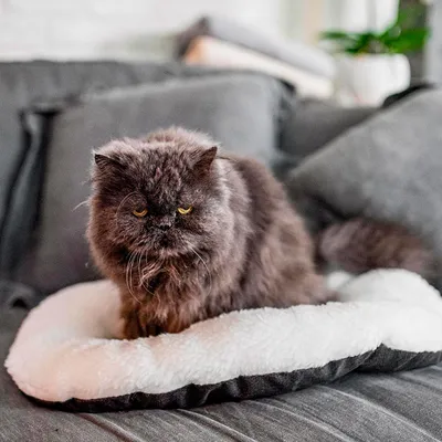 Ferplast Coussin en coton et peluche pour chiens et chats. RELAX F