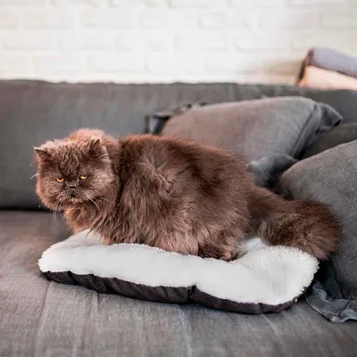Ferplast Coussin en coton et peluche pour chiens et chats. RELAX F