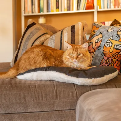 Ferplast Katzen- und Hundekissen aus Baumwolle und Plüsch. RELAX F