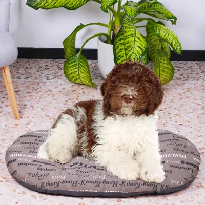 Ferplast Coussin en coton avec rembourrage doux. Diverses RELAX C