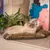 Ferplast Coussin en coton avec rembourrage doux. Diverses RELAX C