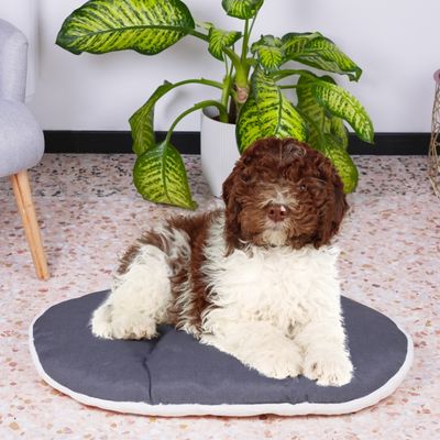 Ferplast Coussin en coton et peluche pour chiens et chats. RELAX F