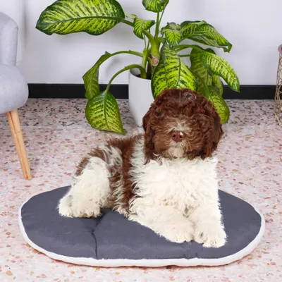 Ferplast Coussin en coton et peluche pour chiens et chats. RELAX F